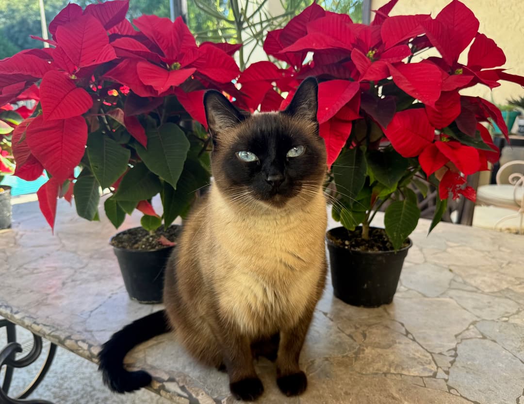 Aurora, the cat who inspired Curious Questions